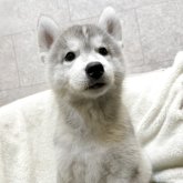 シベリアンハスキー