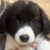 ボーダーコリー