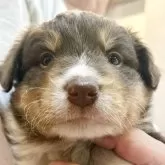 ボーダーコリー