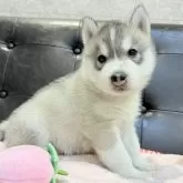 シベリアンハスキー【大分県・男の子・2025年7月21日・シルバー&ホワイト】の写真2