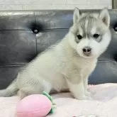 シベリアンハスキー【大分県・男の子・2025年7月21日・シルバー&ホワイト】の写真3