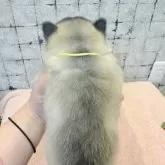 シベリアンハスキー【大分県・男の子・2025年7月21日・シルバー&ホワイト】の写真5