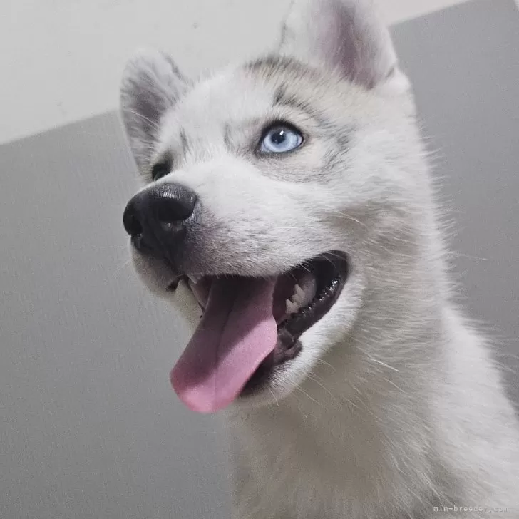 ID:2408-05974の子犬