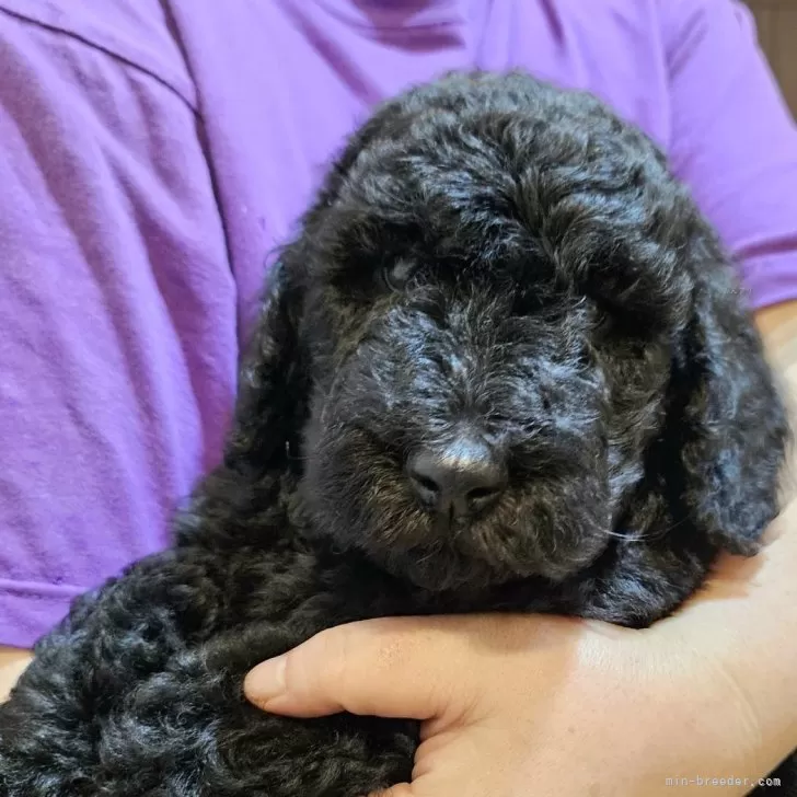 ID:2405-04429の子犬
