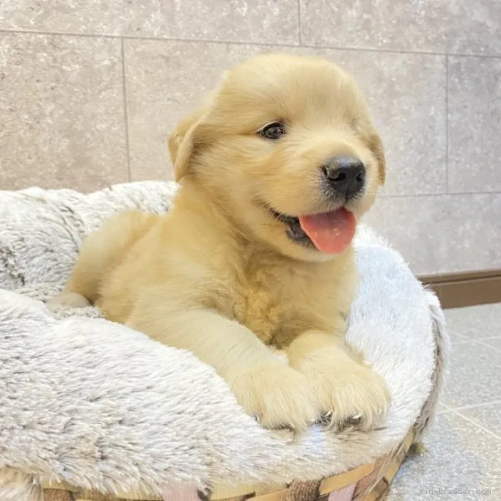 A.A 様のお迎えした子犬