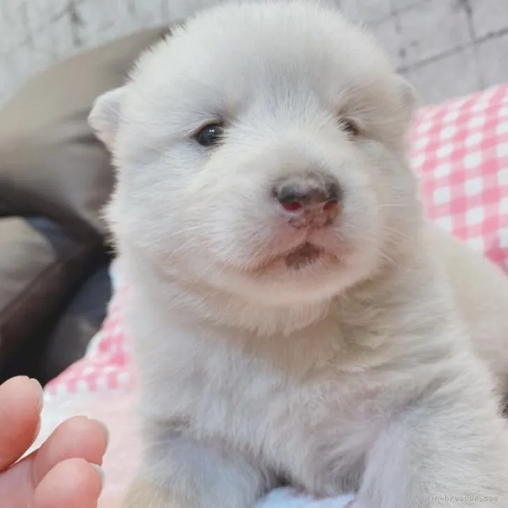 ID:2210-03883の子犬