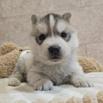 シベリアンハスキー【大分県・男の子・2023年12月10日・シルバー&ホワイト】の写真「イエローくん💛」