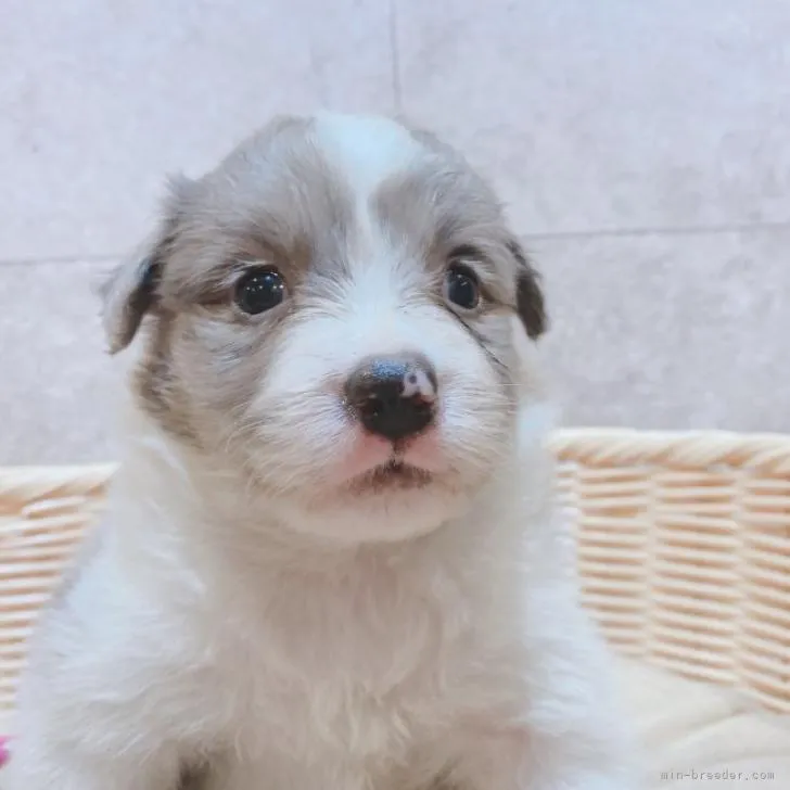 ID：2206-03691の子犬