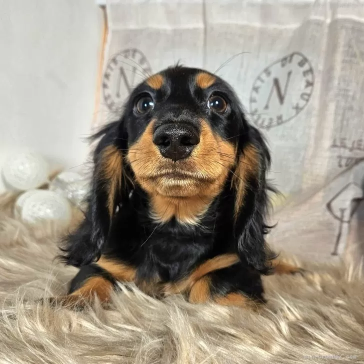 N 様のお迎えした子犬