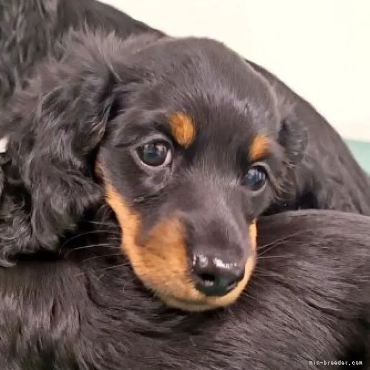 ちびまろ飼い主 様のお迎えした子犬