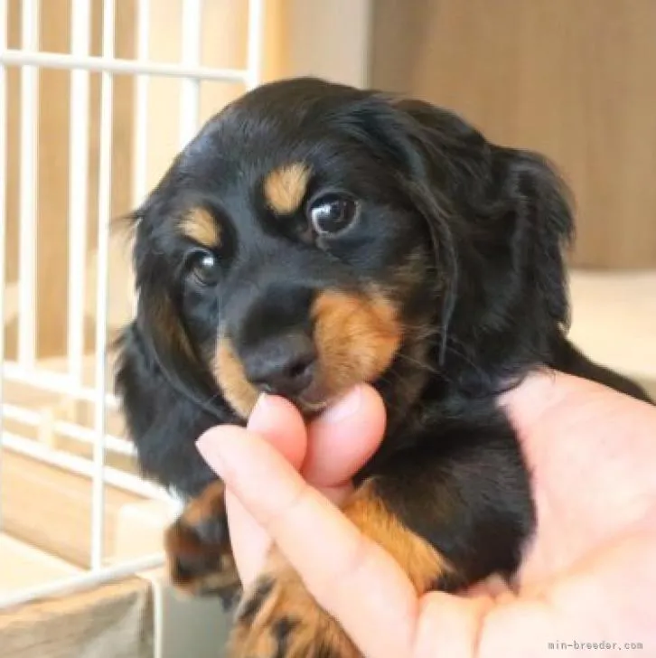 ID：2209-01514の子犬