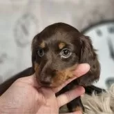 カニンヘンダックスフンド(ロング)【滋賀県・女の子・2023年12月3日・チョコタン】の写真4「1月25日撮影」