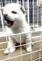 豆柴【熊本県・女の子・2025年4月26日・白】の写真10
