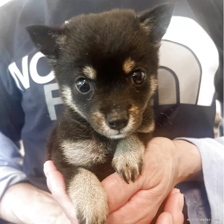 ID：2509-03194の子犬