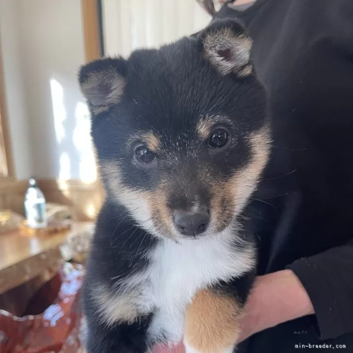 M.N 様のお迎えした子犬