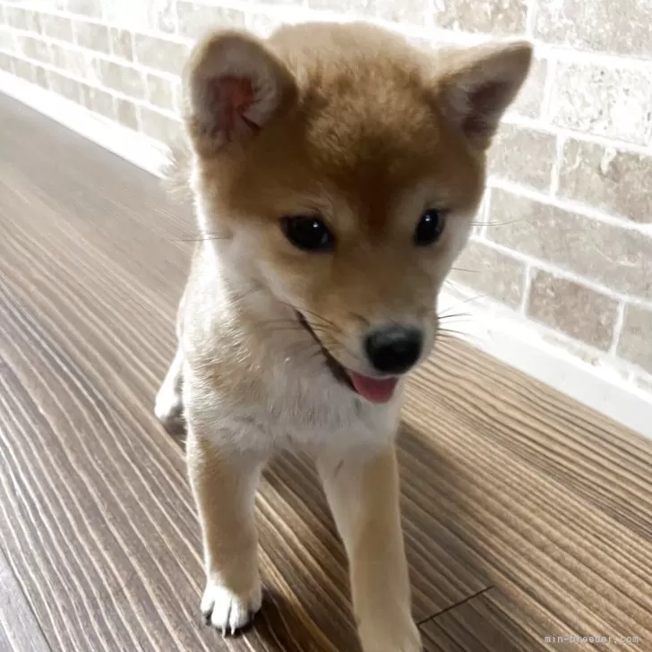 M.G 様のお迎えした子犬