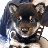 柴犬(豆柴)