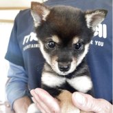 柴犬(豆柴)