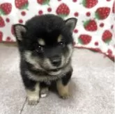 豆柴