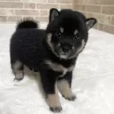 豆柴