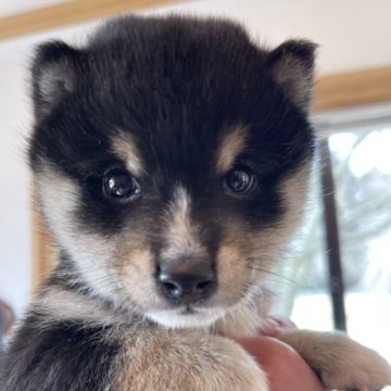 柴犬(豆柴)【熊本県・男の子・2022年12月21日・黒】の写真「💚豆柴💚小さくて可愛い男の子🌟❤️」