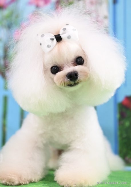 張ヶ谷聖子ブリーダー