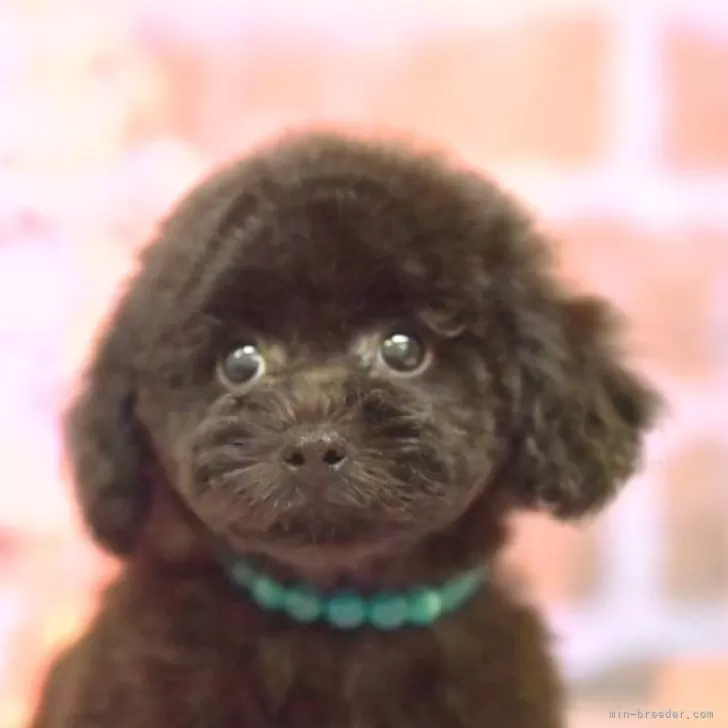 ID:2412-05649の子犬