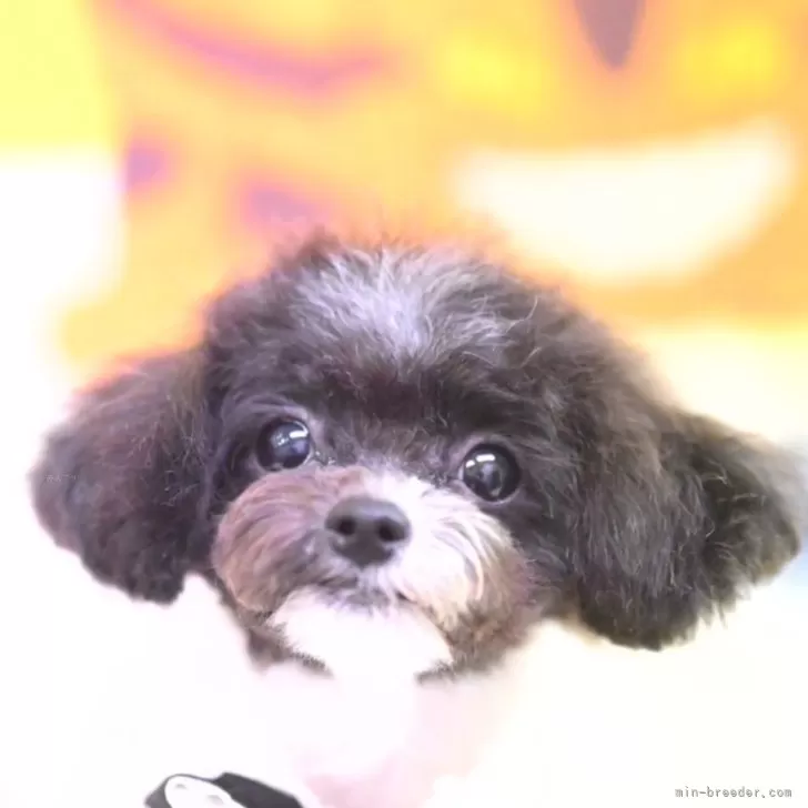 ID:2408-02911の子犬