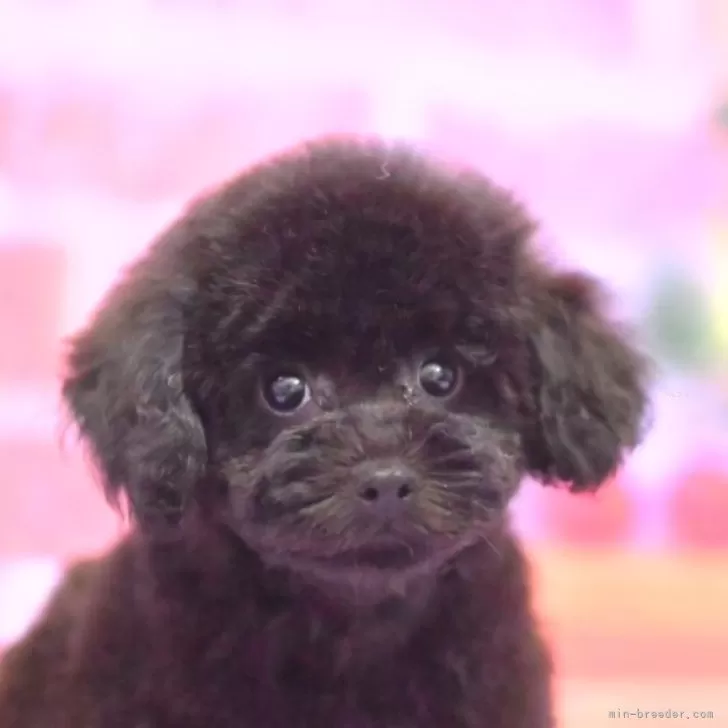 ID:2412-05654の子犬