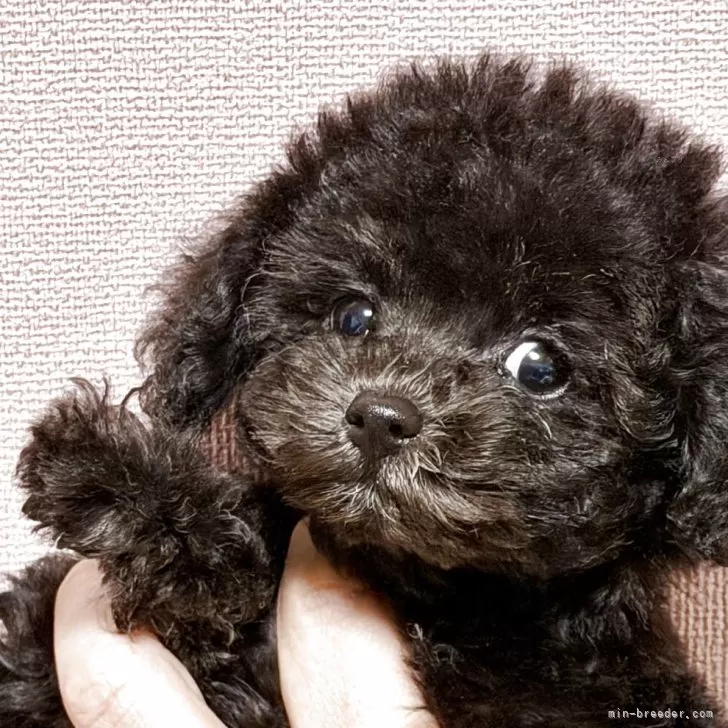 ティーカッププードル【東京都・男の子・2025年9月12日・ブラック】の写真1「激カワ王子👑」