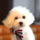 タイニープードル