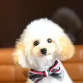 タイニープードル