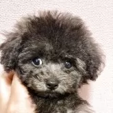 ティーカッププードル