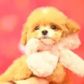 ティーカッププードル【東京都・男の子・2024年11月23日・アプリコット】の写真2「イナリくん」