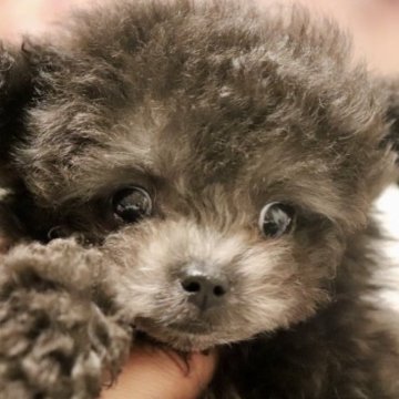 トイプードル(ティーカップ)【東京都・男の子・2022年11月25日・シルバー】の写真「マイクロ予想のシルバーボーイ(*≧∀≦*)」
