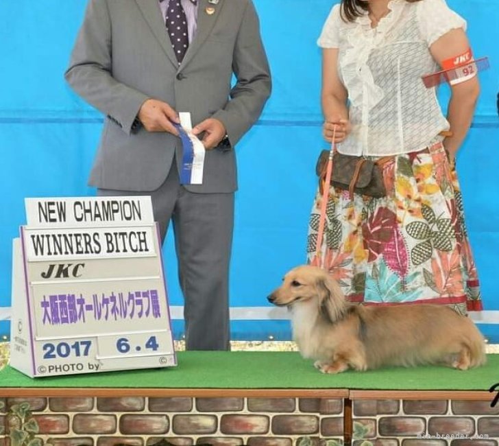 向井　彩(むかい　あや)ブリーダー(京都府・ミニチュアダックスフンド(ロング)など・JKC登録)の紹介写真7