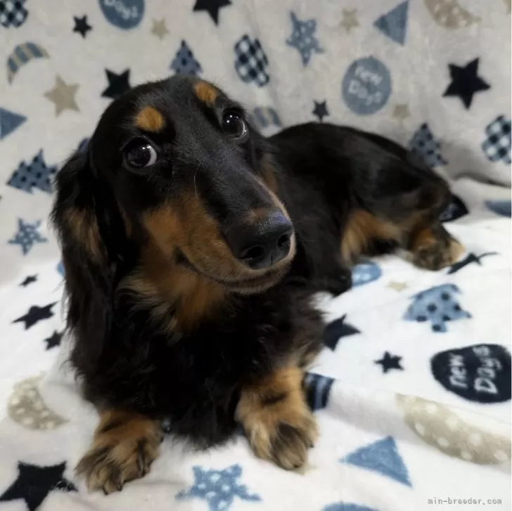 ID:2405-06666の子犬