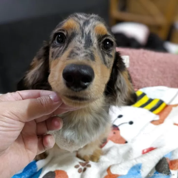 ミニチュアダックスフンド(ロング)【京都府・男の子・2025年6月23日・シルバーダップル】の写真1「とってもイケメンです♡」