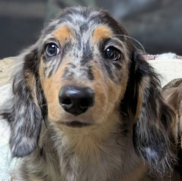 ミニチュアダックスフンド(ロング)【京都府・男の子・2025年6月23日・シルバーダップル】の写真「しっかりボディ♡可愛いお顔の男の子」