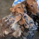 ミニチュアダックスフンド(ロング)【京都府・男の子・2025年6月23日・シルバーダップル】の写真4「お姉ちゃんお兄ちゃん犬が大好きです🤭」