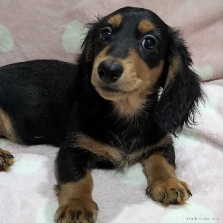 ID:2408-00293の子犬