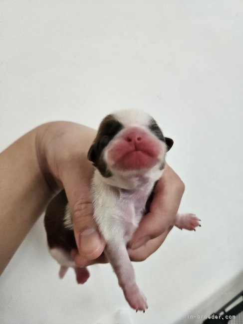 三木里緒ブリーダーのブログ：一人っ子ガール💕