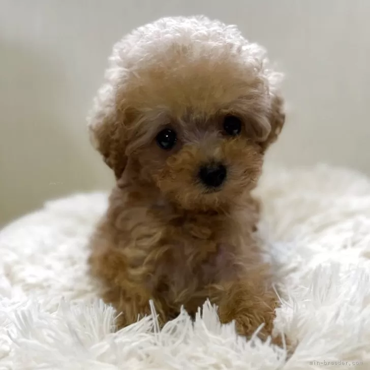 りん 様のお迎えした子犬