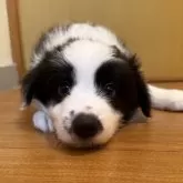 ボーダーコリー