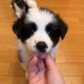 ボーダーコリー
