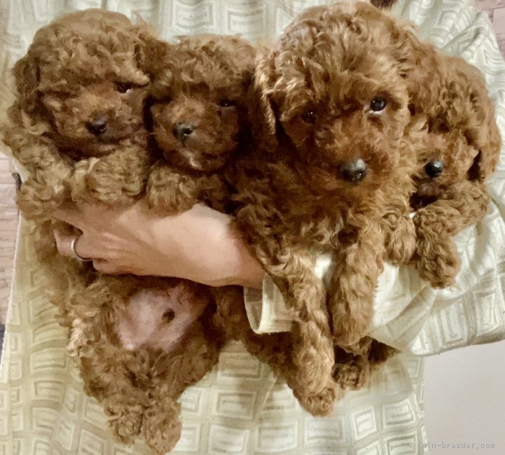 愛知】清水 真由美(しみず まゆみ)ブリーダー｜みんなのブリーダー