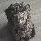 タイニープードル【愛知県・女の子・2025年8月27日・ブラック】の写真15