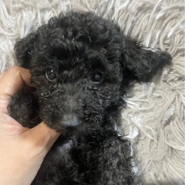 タイニープードル【愛知県・女の子・2025年8月27日・ブラック】の写真「パパ似のかわいいお顔です♡」