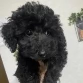 タイニープードル