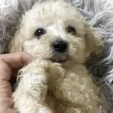 タイニープードル